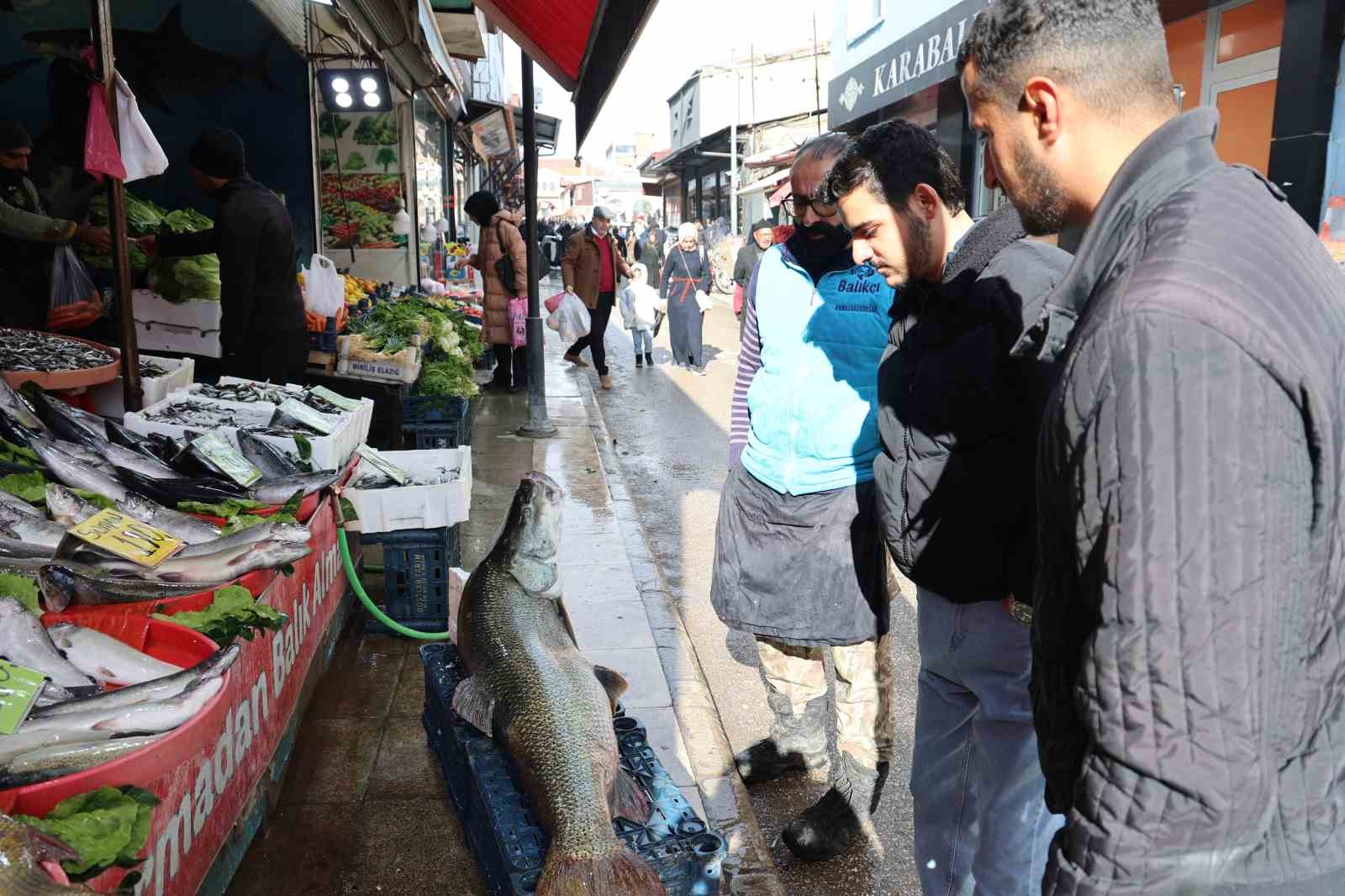 Sezonun ilk dev turna balığı Keban Barajında yakalandı
