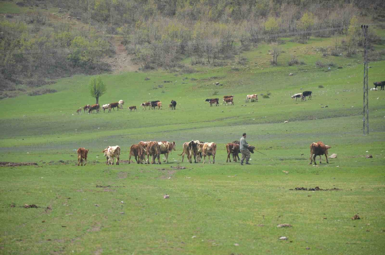 Aydın’da üreticilere hibe yem bitkisi tohumu dağıtılacak