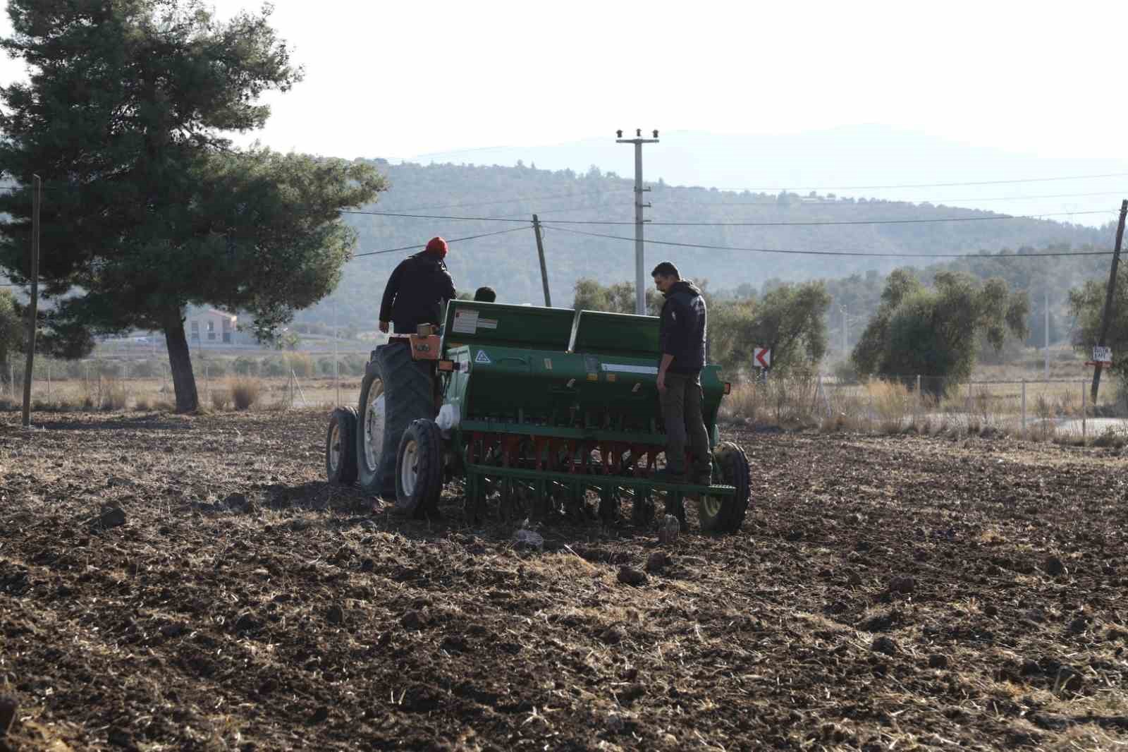 Bodrum Belediyesi’nden karakılçık buğday ekimi
