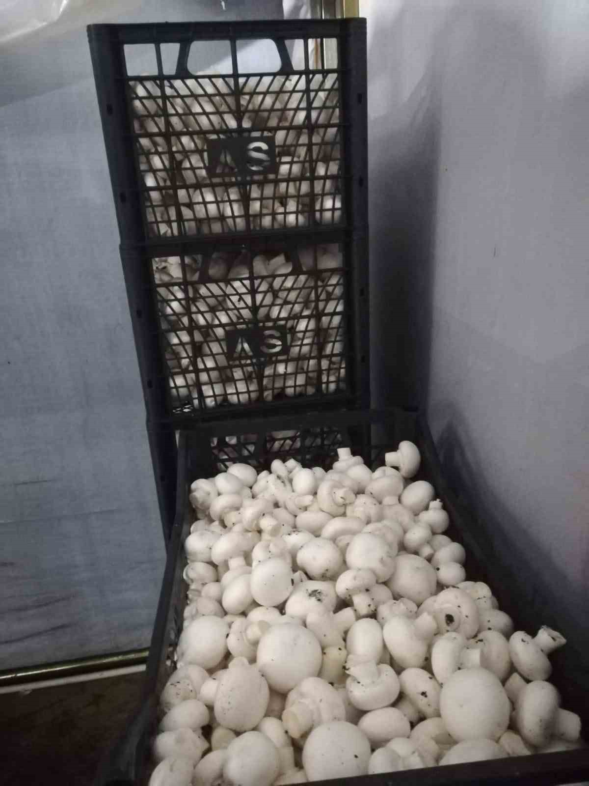 Gelendost, 504 tonluk mantar &uuml;retimiyle rekora gidiyor

