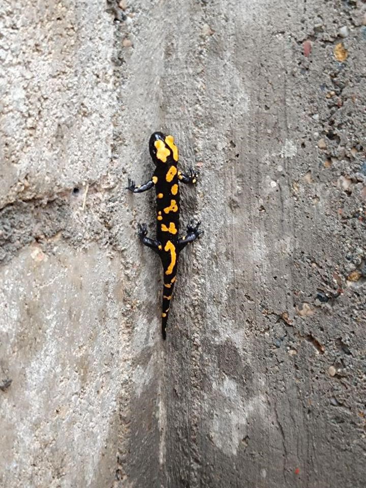 Adıyaman&rsquo;da sarı benekli semender g&ouml;r&uuml;ld&uuml;
