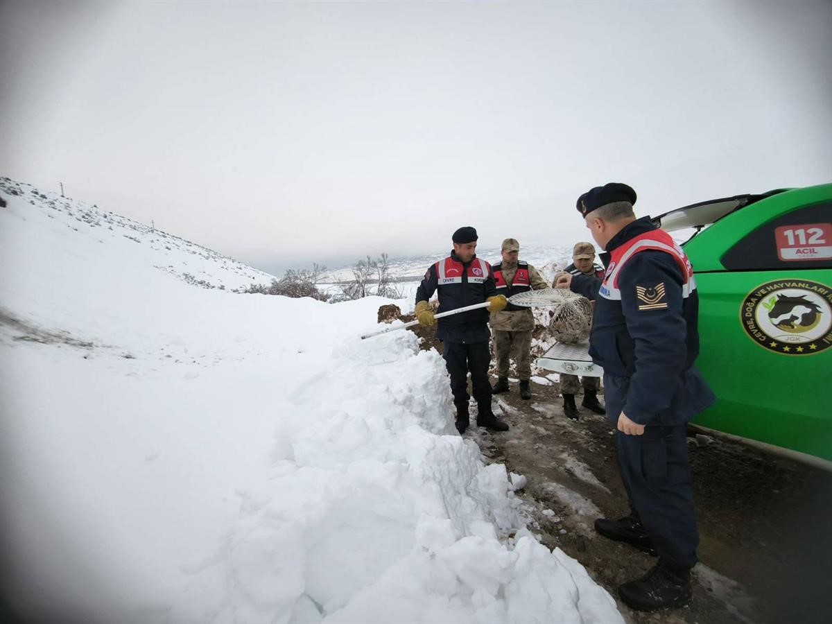 Tavuklara saldıran Vaşağa Erzincan jandarmasından şefkat