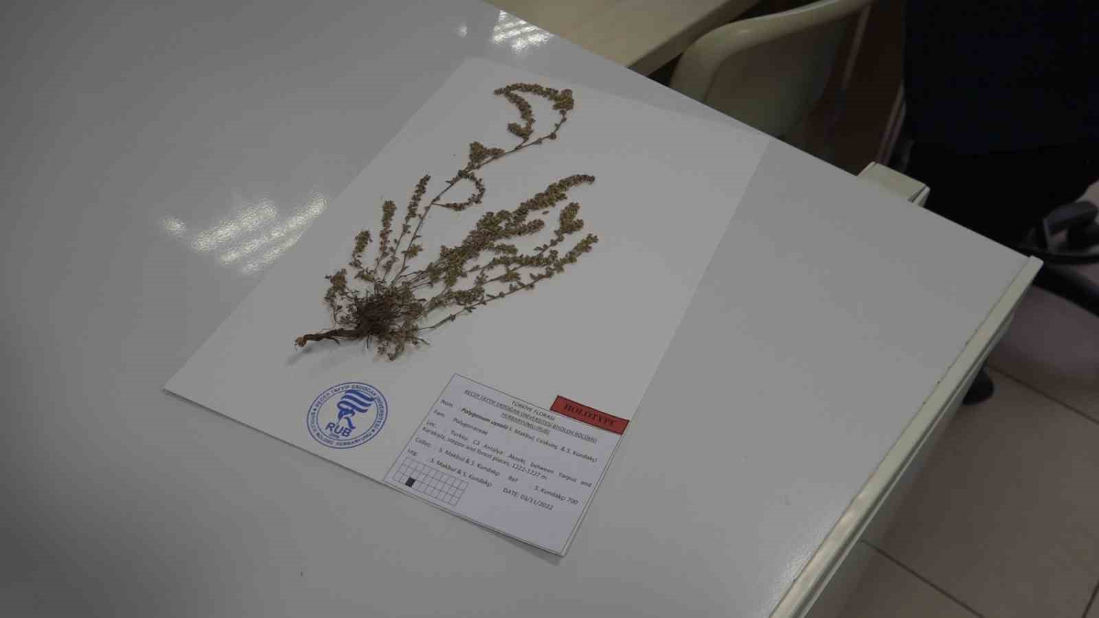 Türkiye’de yeni bir bitki türü keşfedildi