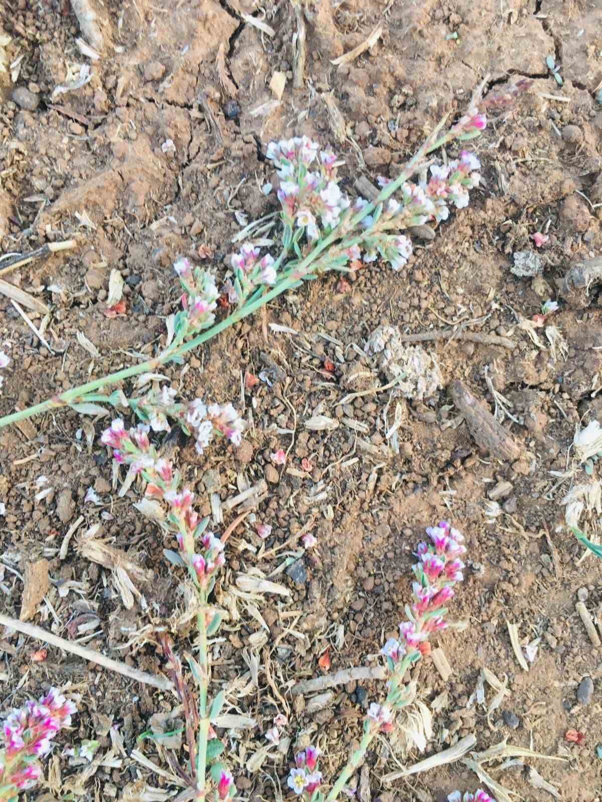 T&uuml;rkiye&rsquo;de yeni bir bitki t&uuml;r&uuml; keşfedildi
