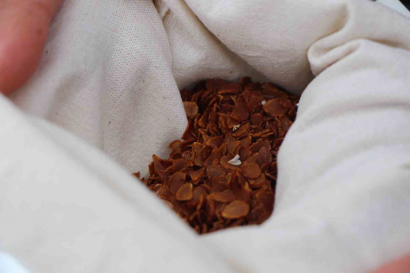 &rsquo;Yitik T&uuml;rk lalesi&rsquo; gurbetten Amasya&rsquo;ya 45 bin tohumla d&ouml;nd&uuml;
