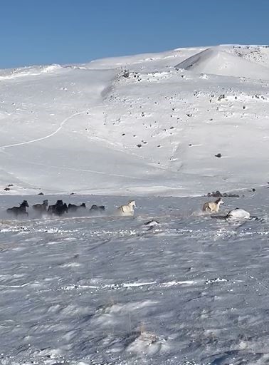 Sürü halindeki yılkı atları görüntülendi
