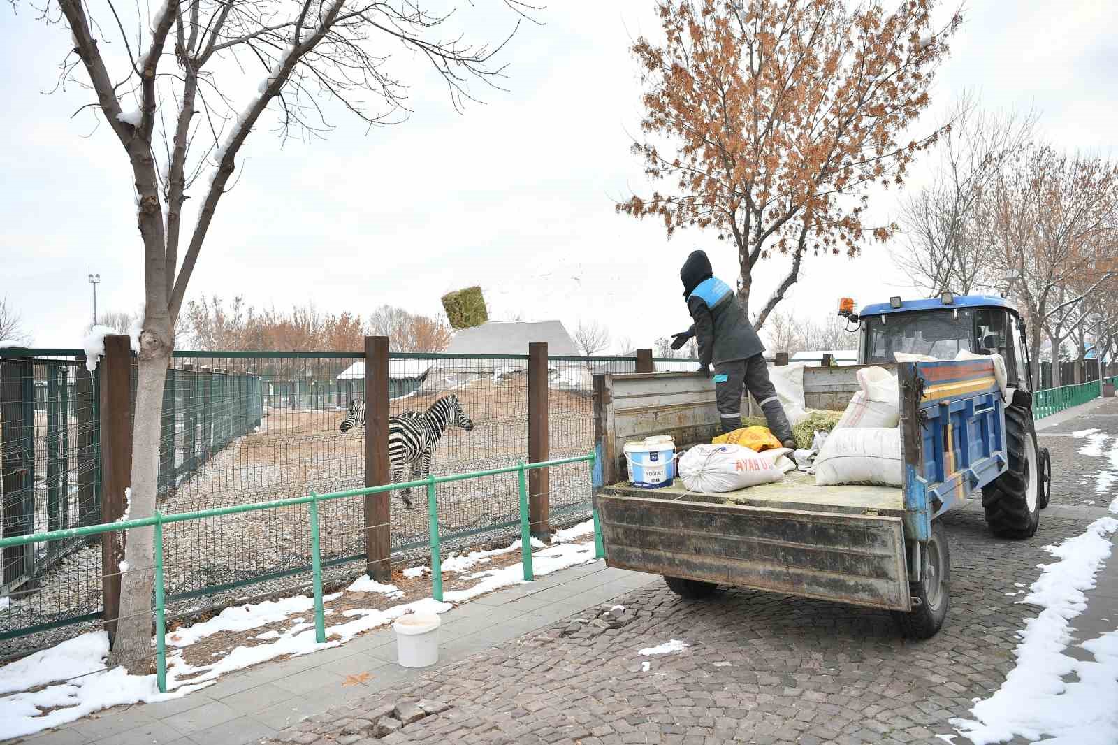 Hayvanat bahçesi misafirlerine kış desteği
