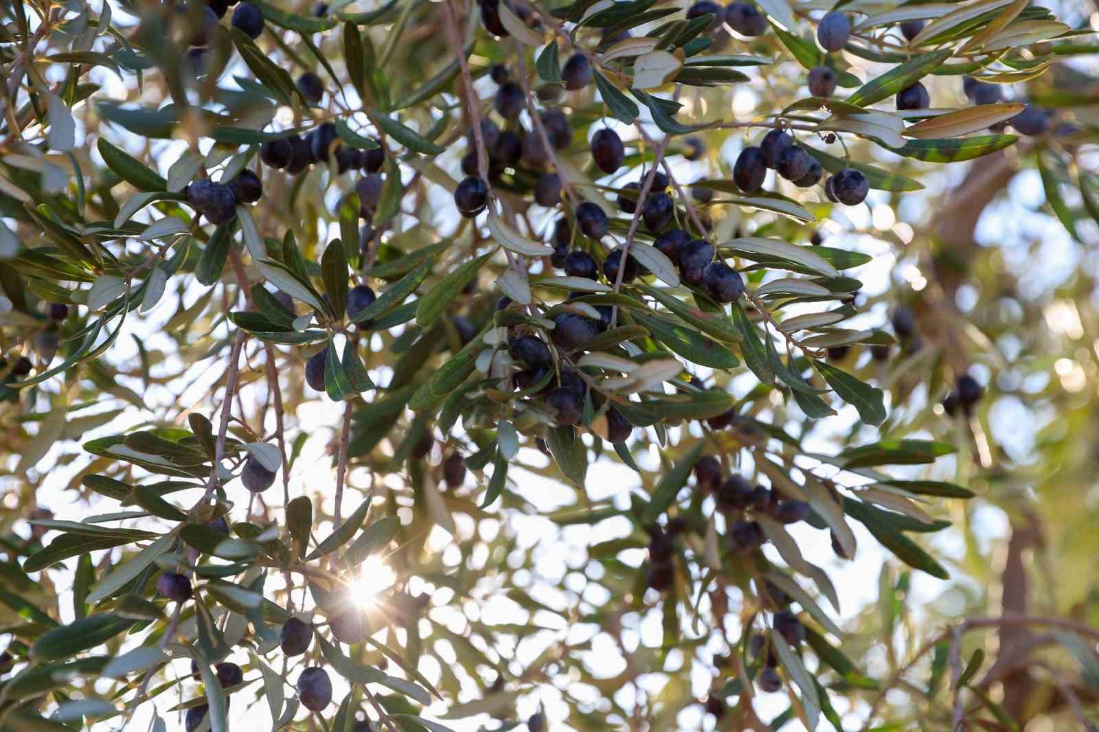 Şahin, Nizip’te zeytin hasadına katıldı
