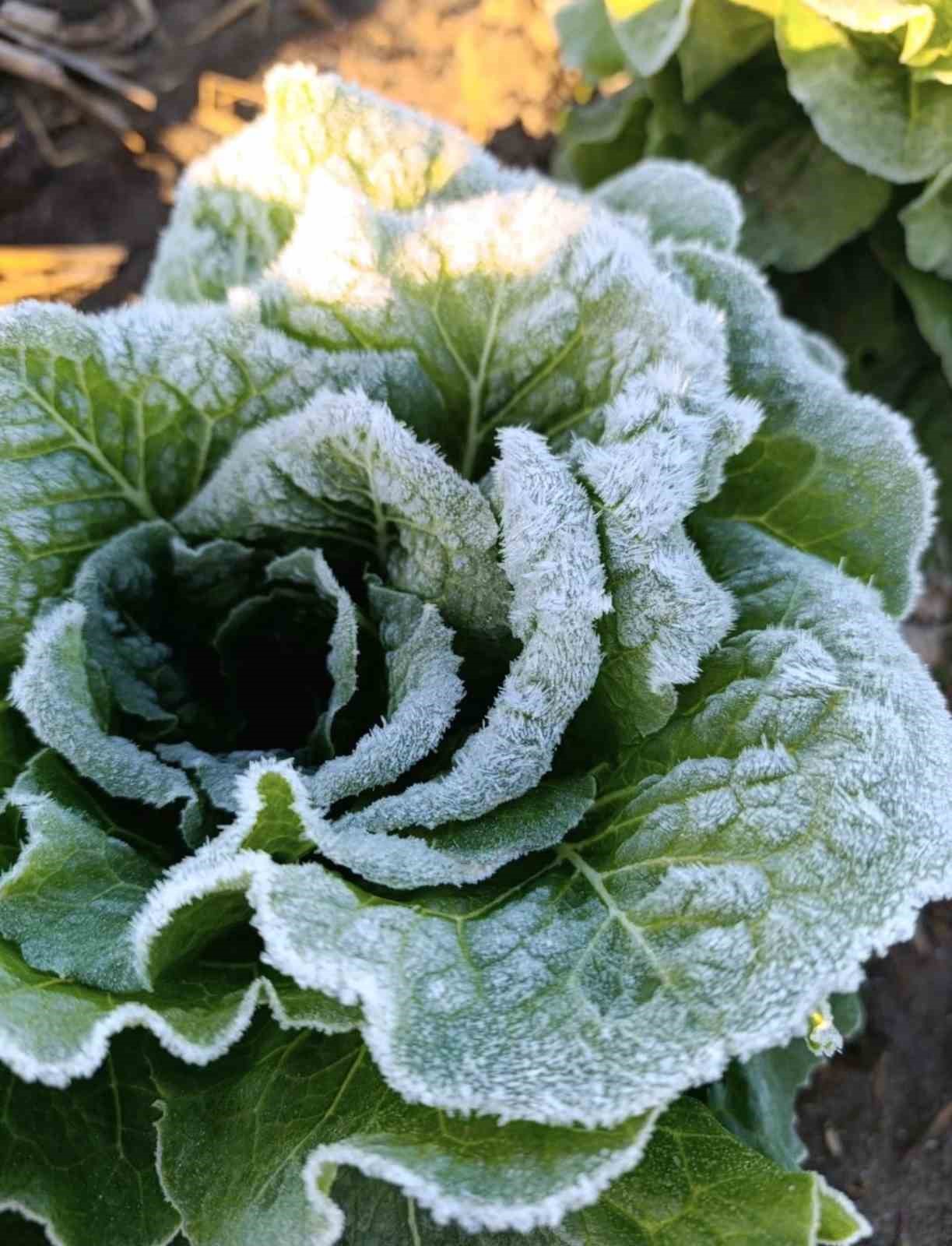 Adana’da tarımı don vurdu