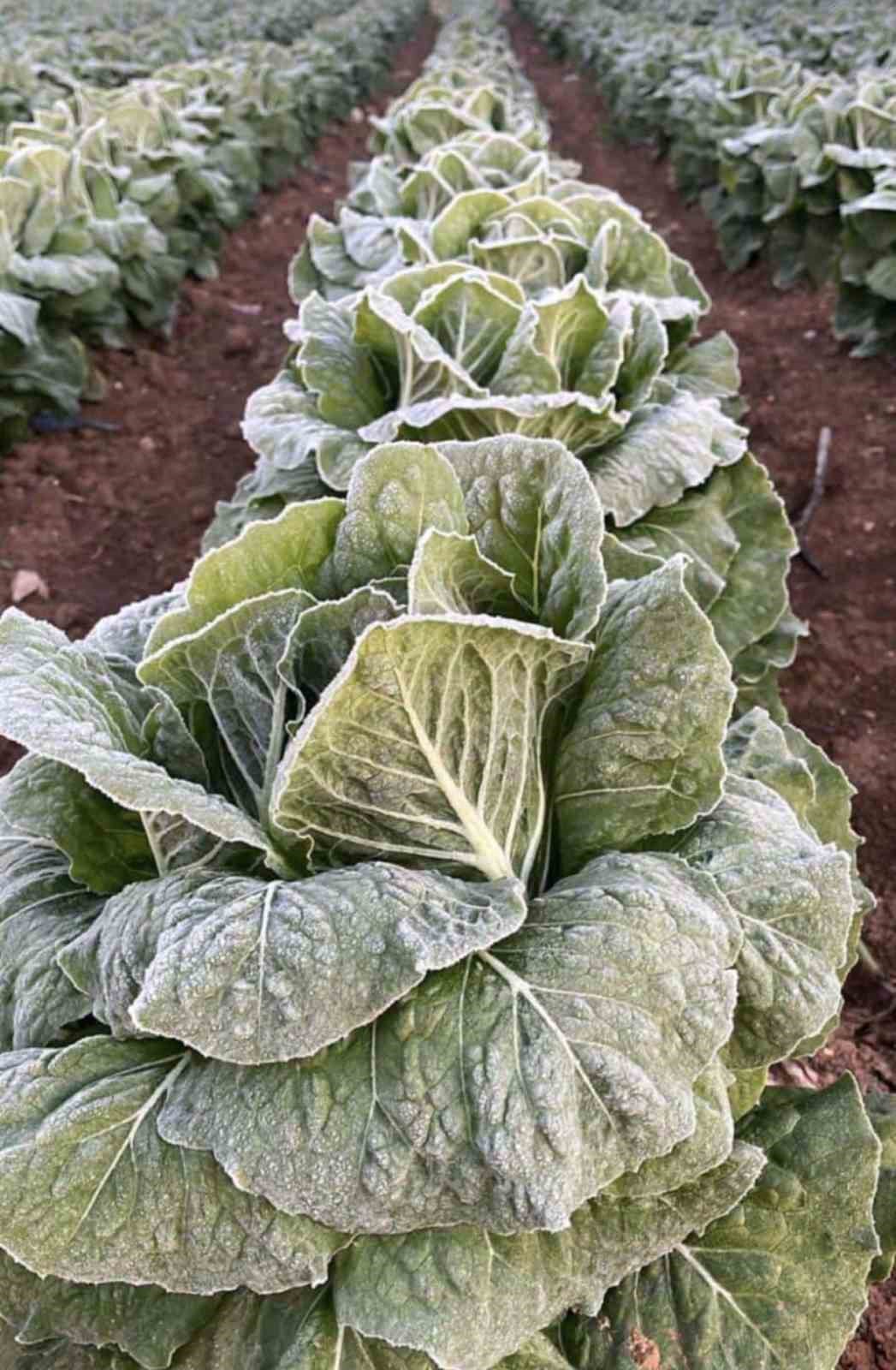 Adana&rsquo;da tarımı don vurdu
