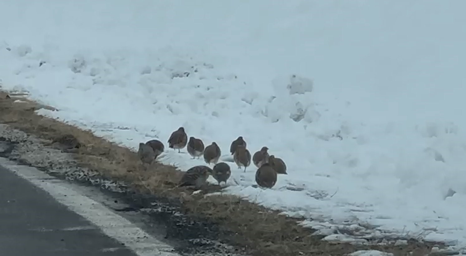 Hayvanlar i&ccedil;in doğaya yem bıraktı
