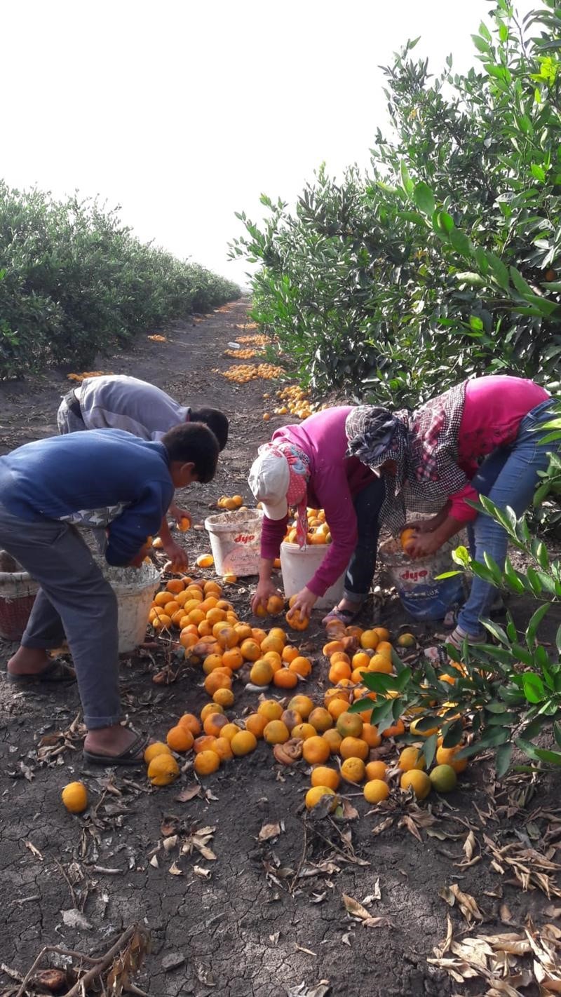 Dökülen ya da ağaçta kalan narenciye Akdeniz Meyve Sineği popülasyonunu artırıyor
