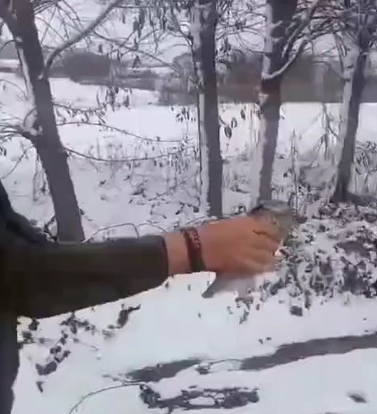 Tedavisi tamamlanan kuşlar yeniden kanat &ccedil;ırptı
