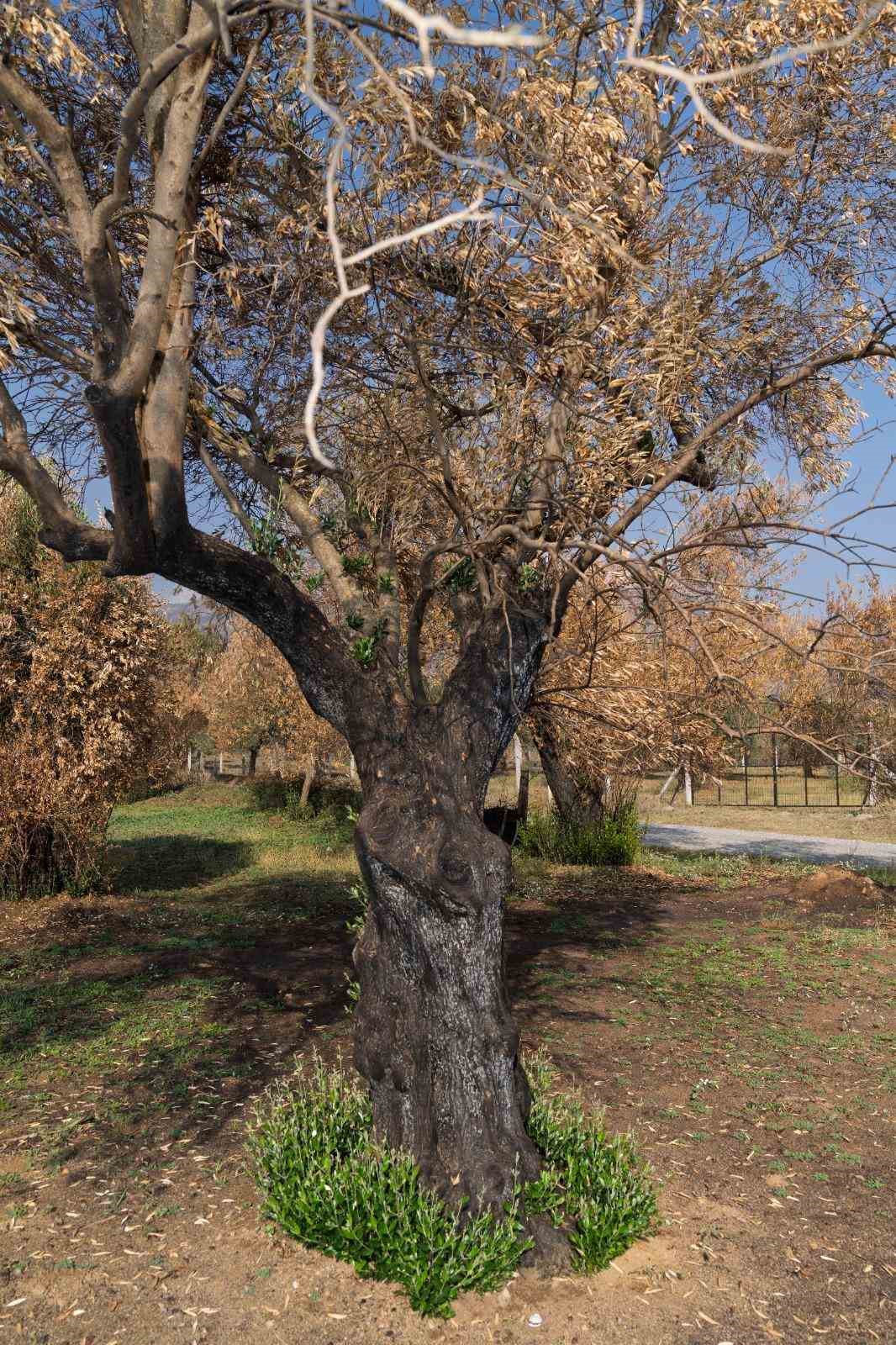 Zeytin ağaçları küllerinden doğup yeşeriyor
