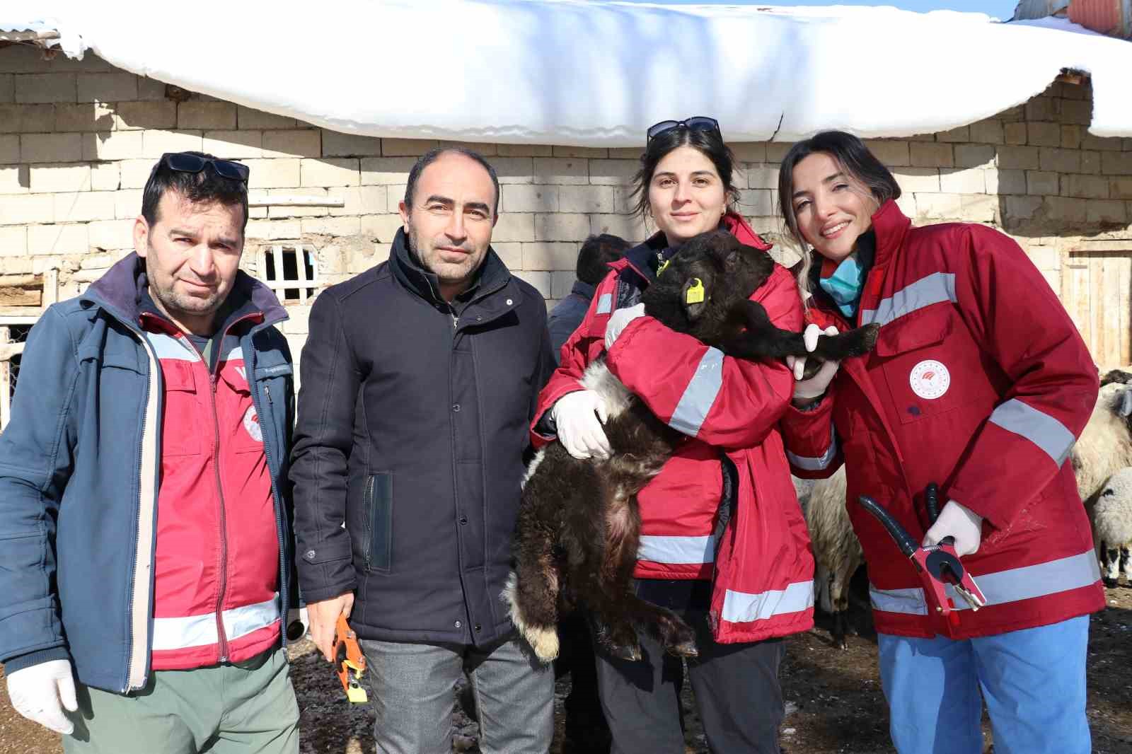 Van&rsquo;da zorlu kış şartlarına rağmen aşı ve k&uuml;pe &ccedil;alışmaları s&uuml;r&uuml;yor
