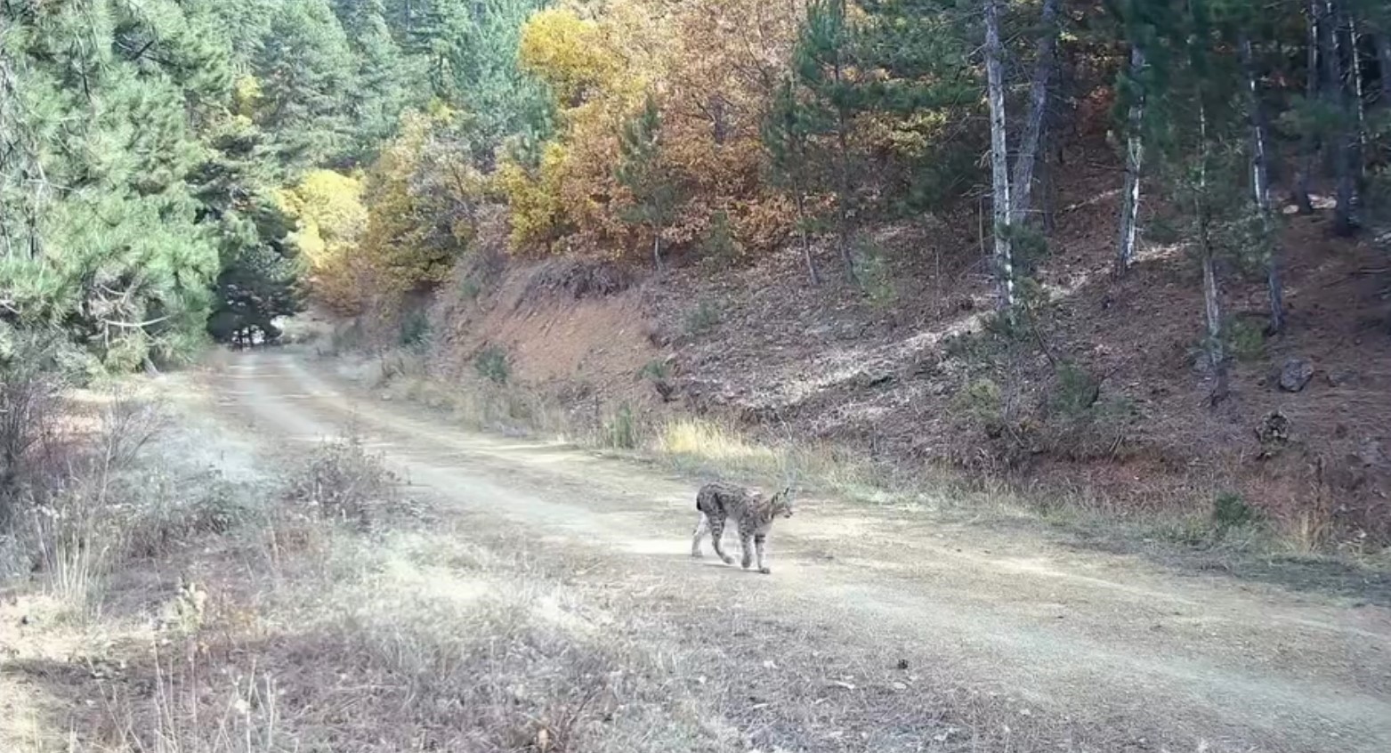 Çankırı’da nesli tehlike altında olan vaşak ve yavruları kamerada