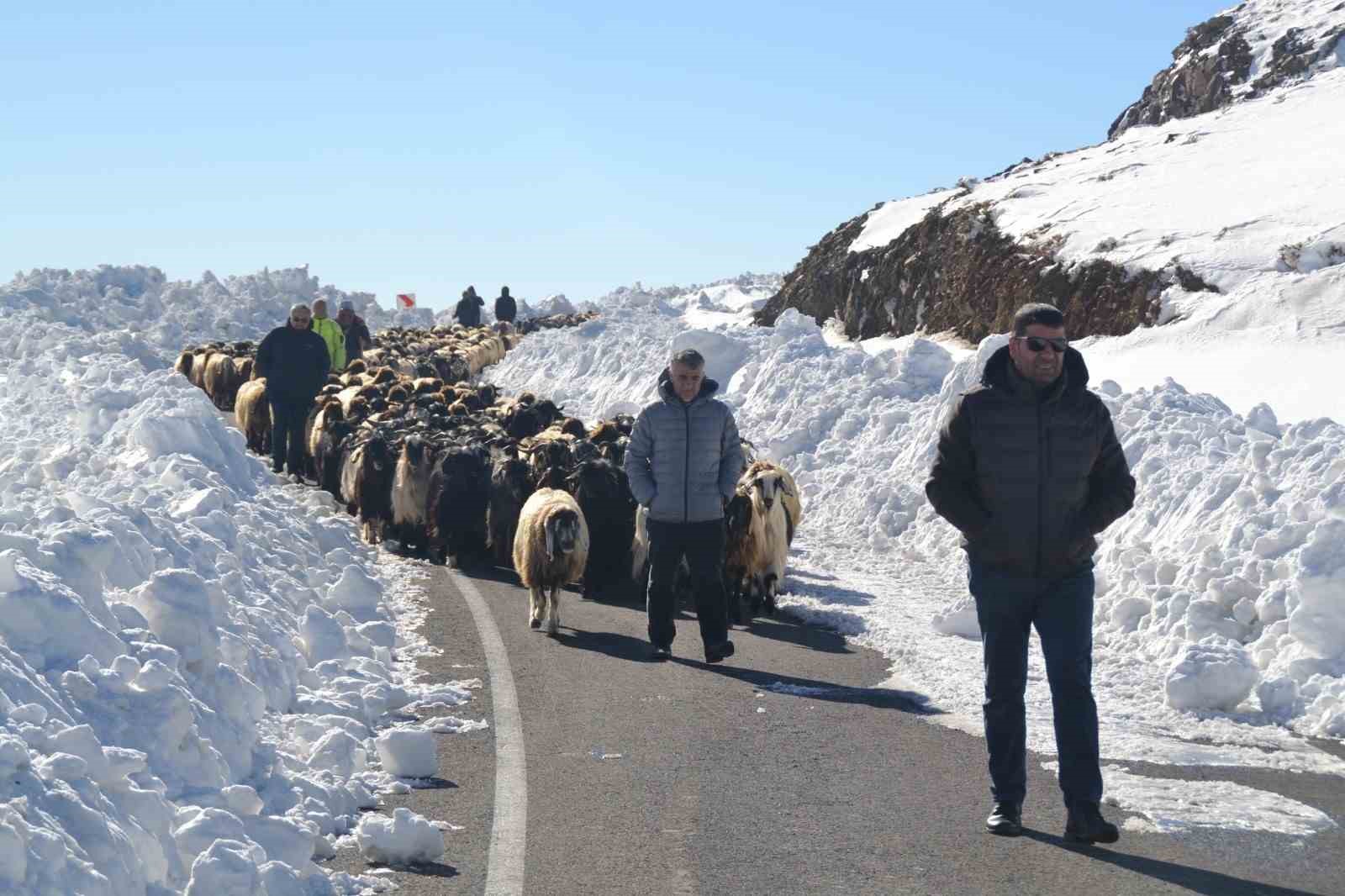 Muş’ta 2 bin koyun mahsur kaldı