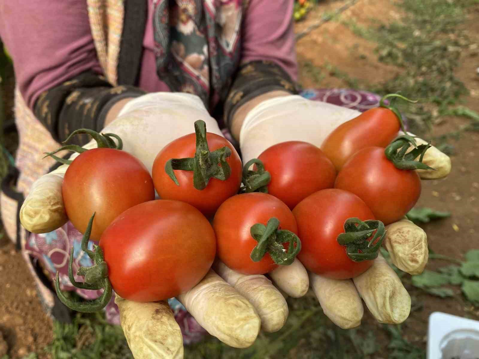 Halde işlem gören domates miktarı düştü, fiyat arttı