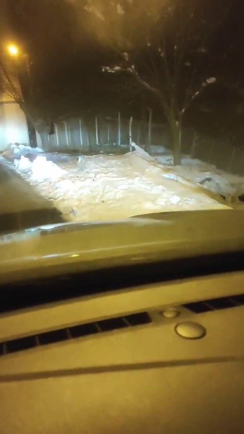 İspirde yiyecek arayan vaşak g&ouml;r&uuml;nt&uuml;lendi
