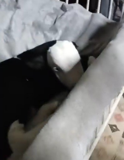 Depremzede aile buzağının hayatını &ccedil;adırda kurtarıyor
