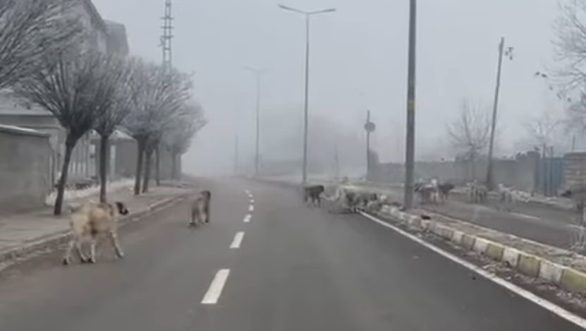 Patnos’ta başıboş köpekler tehlike saçıyor