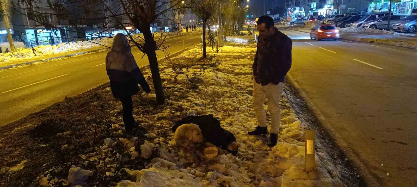 Aracın çarptığı köpeğin başından bir an olsun ayrılmadı
