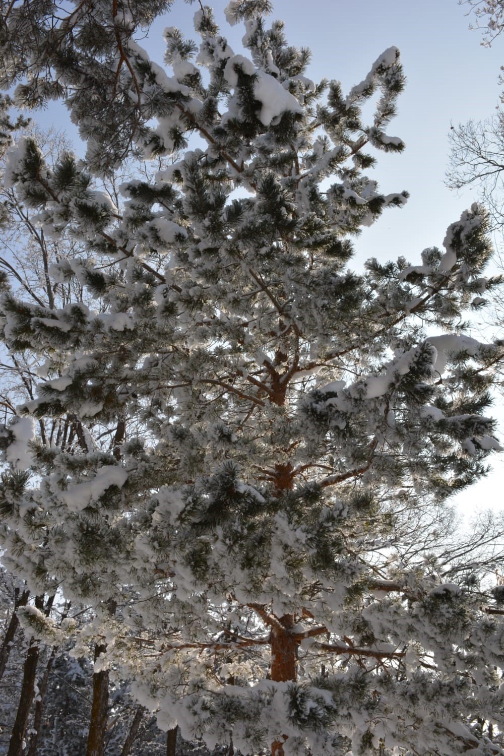 G&uuml;nd&uuml;z yaz gece kış
