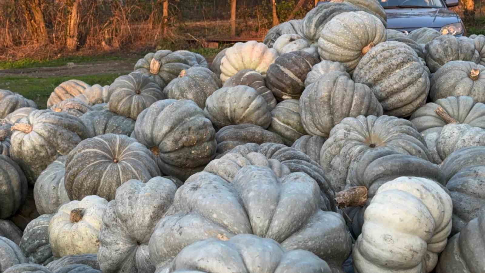 Ünlü bal kabağı kilosu 10 liradan tezgaha indi
