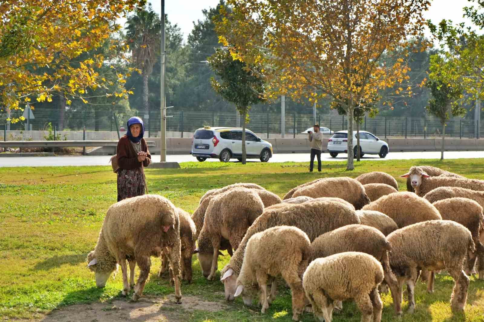 Geçimlerini 44 yıldır kent merkezindeki yeşil alanlarda koyunlarını otlatarak kazanıyorlar
