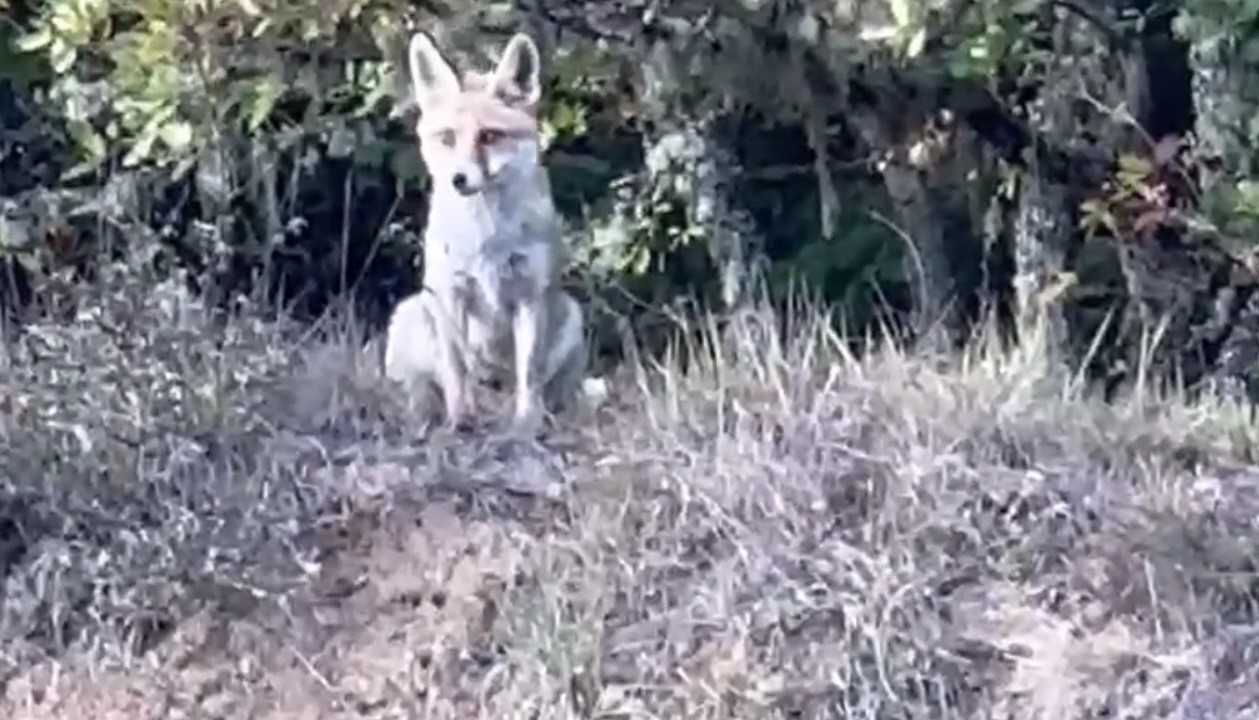 Karabük’te iki karaca ve tilki görüntülendi
