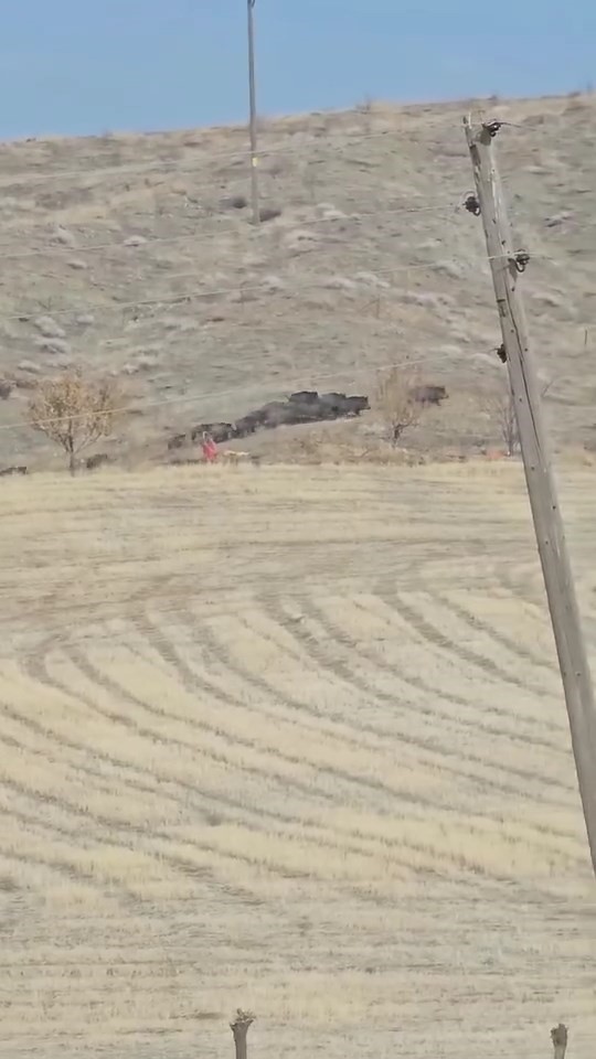 Elazığ’da domuz sürüsü görüldü
