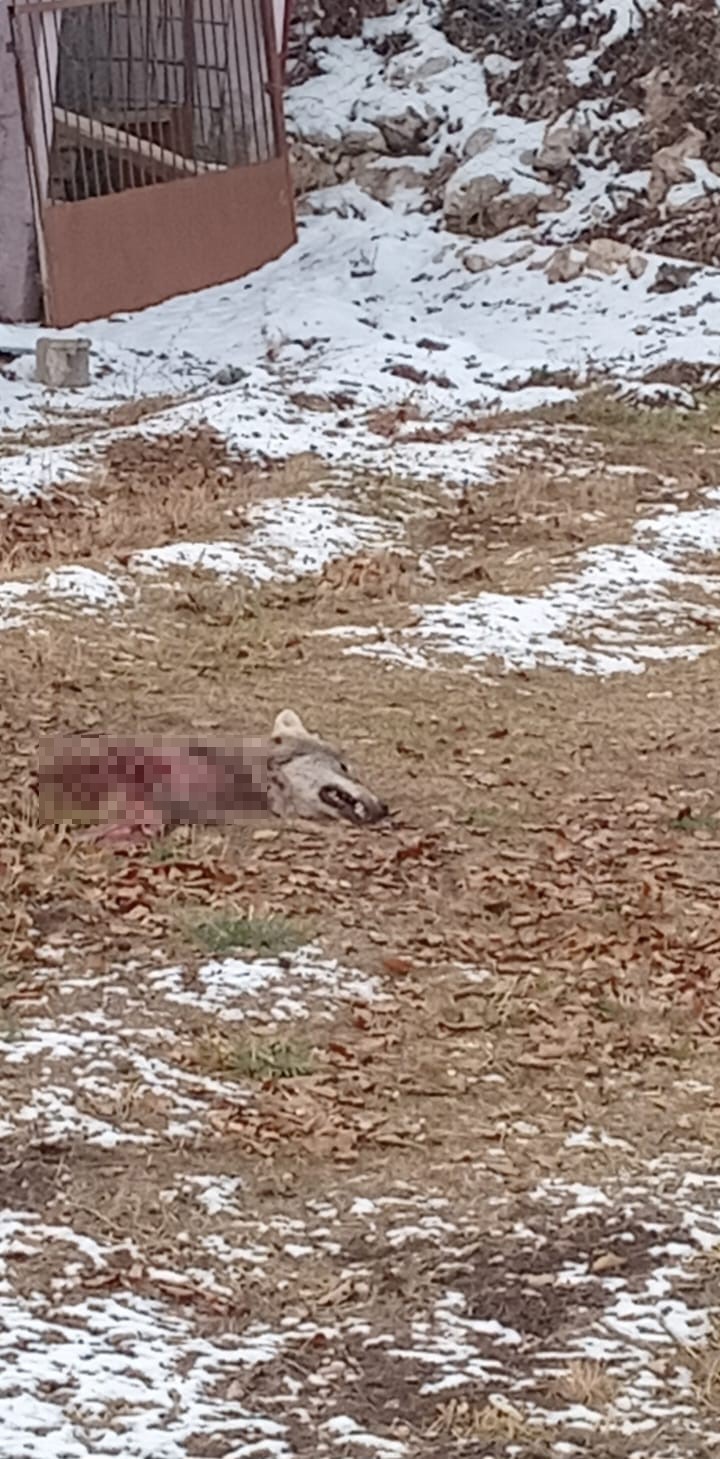 Aç kurtlar birbirlerini yedi
