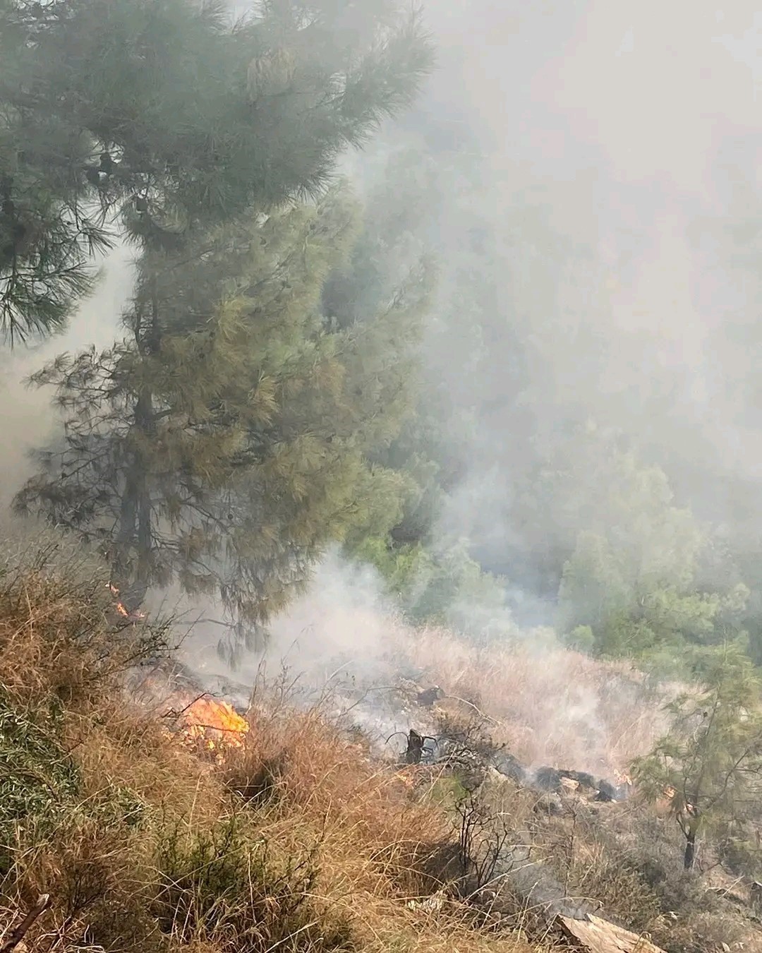 İskenderun’da ormanlık alanda yangın
