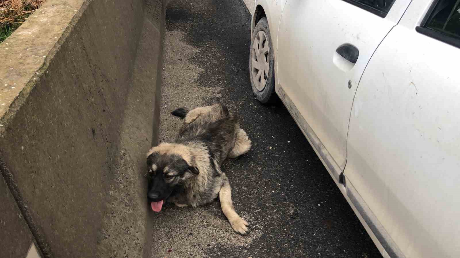 &Ccedil;arptığı yaralı k&ouml;peği sevdi, başından ayrılmadı
