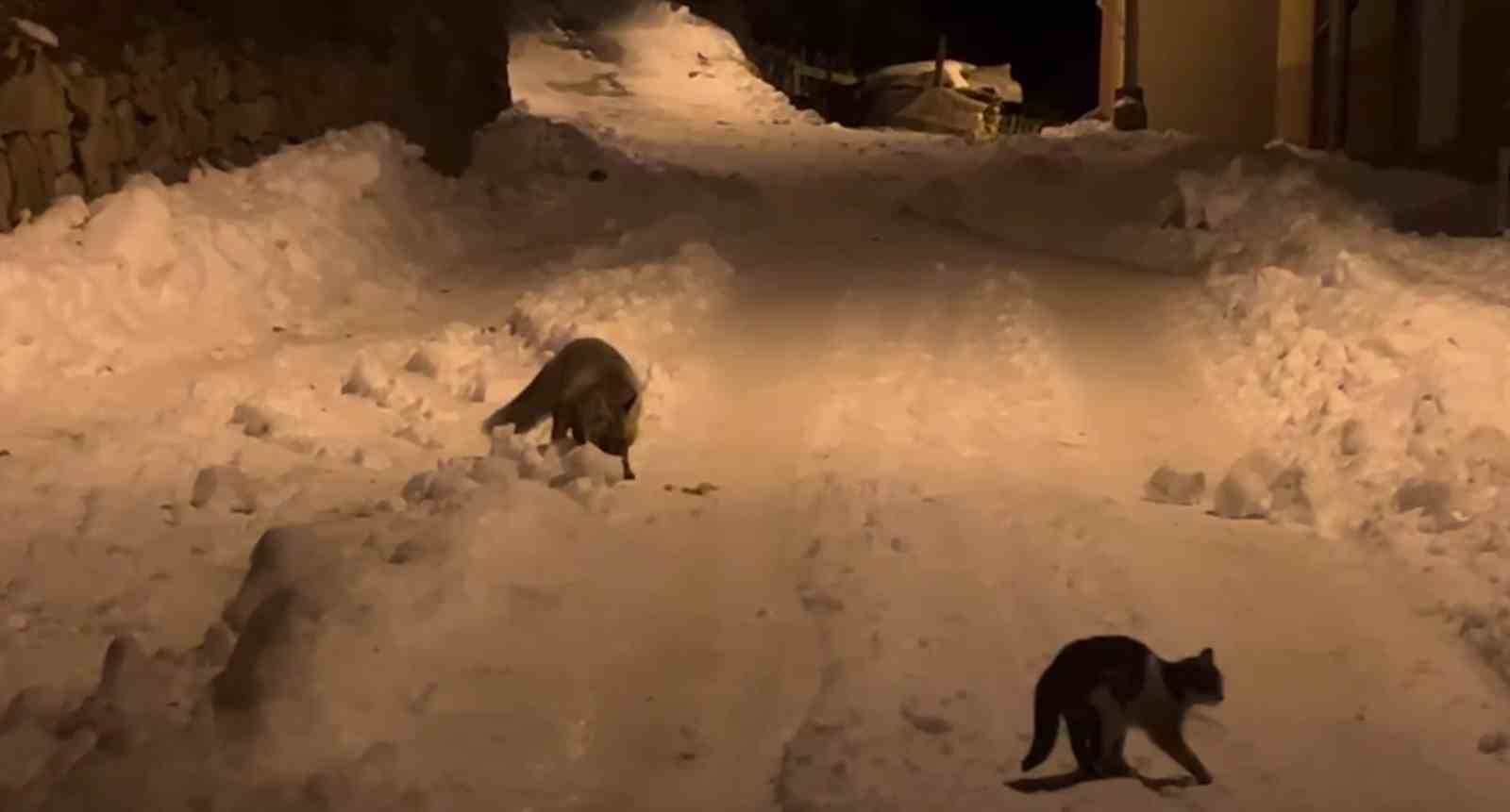 Gümüşhane’de aç kalan tilkiden sonra aç kalan ayılar da şehre indi