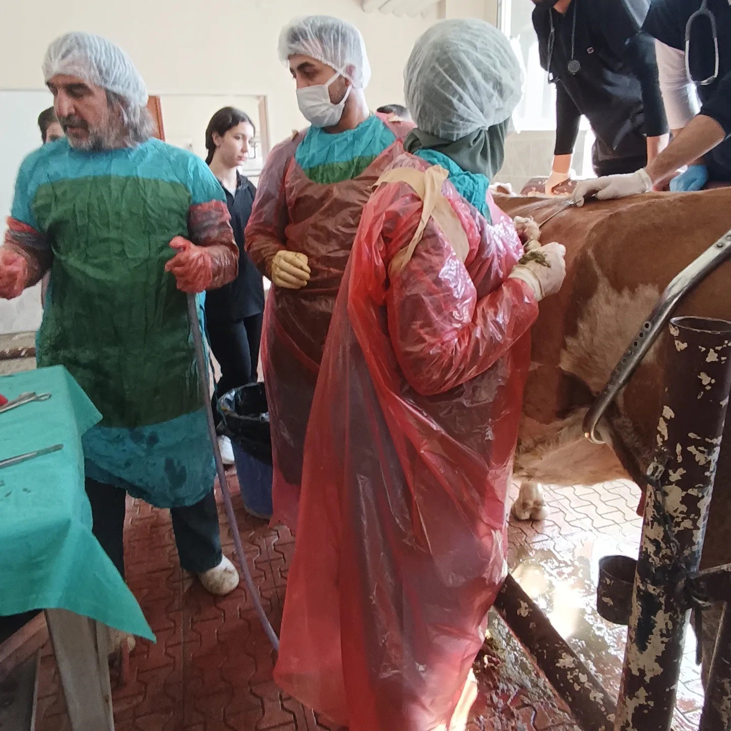 Van&rsquo;da ineğin karnından bir avu&ccedil; &ccedil;ivi ve tel par&ccedil;aları &ccedil;ıktı
