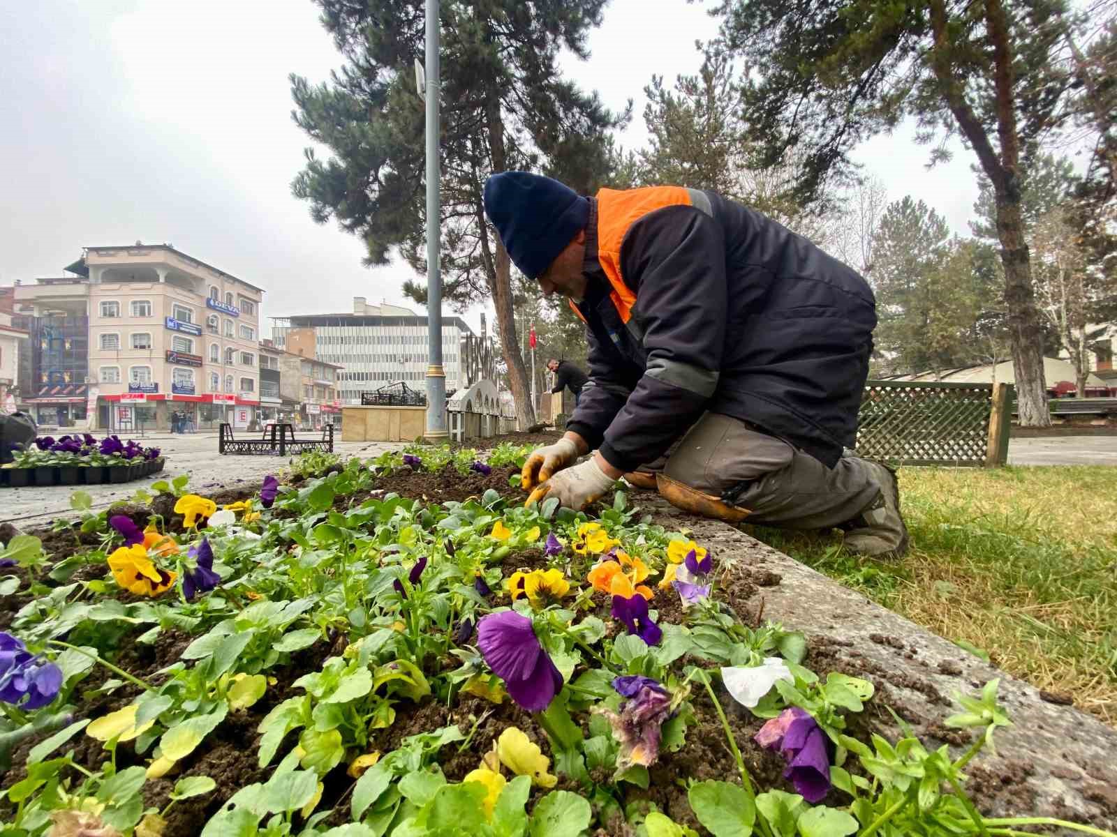 Taşköprü Belediyesi 60 bin kışlık çiçek dikildi
