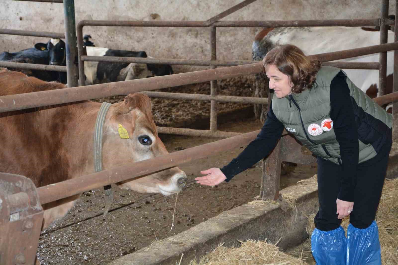 ’Jersey’ projesiyle süt üretimi ve hayvansal üretimden elde edilen gelir arttı
