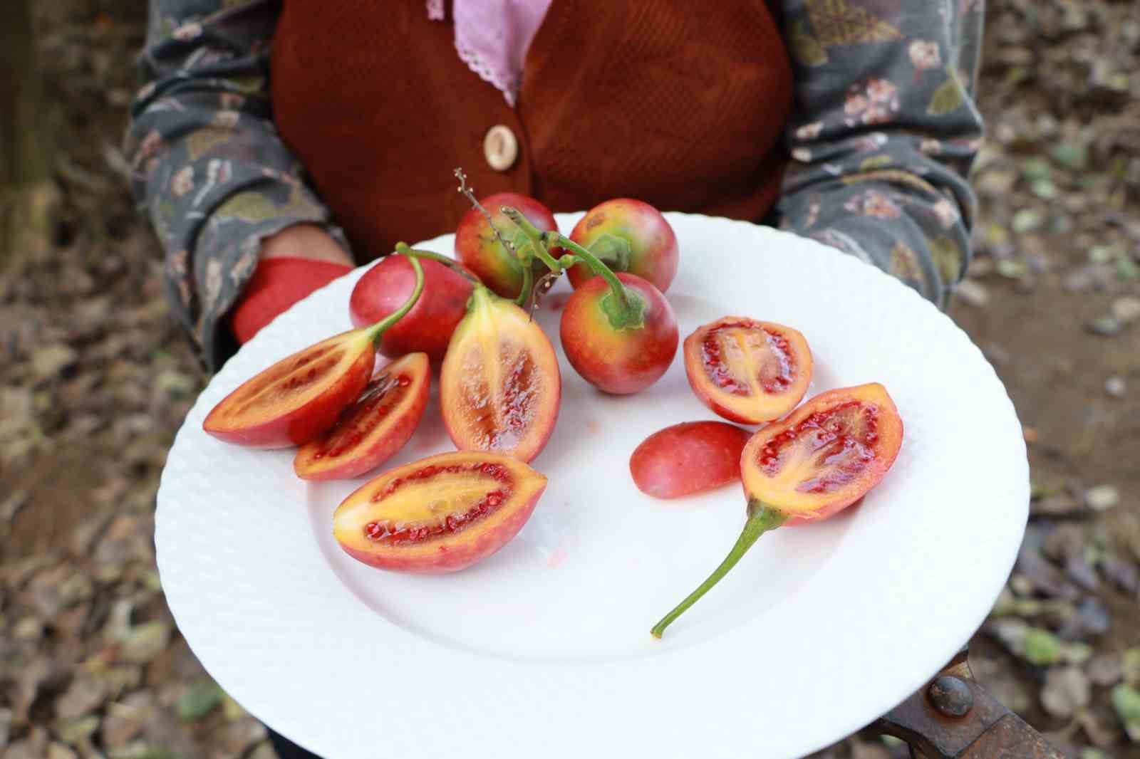 Güney Amerikalı ‘Tamarillo’ Rize’de ‘Ağaç domatesi’ oldu
