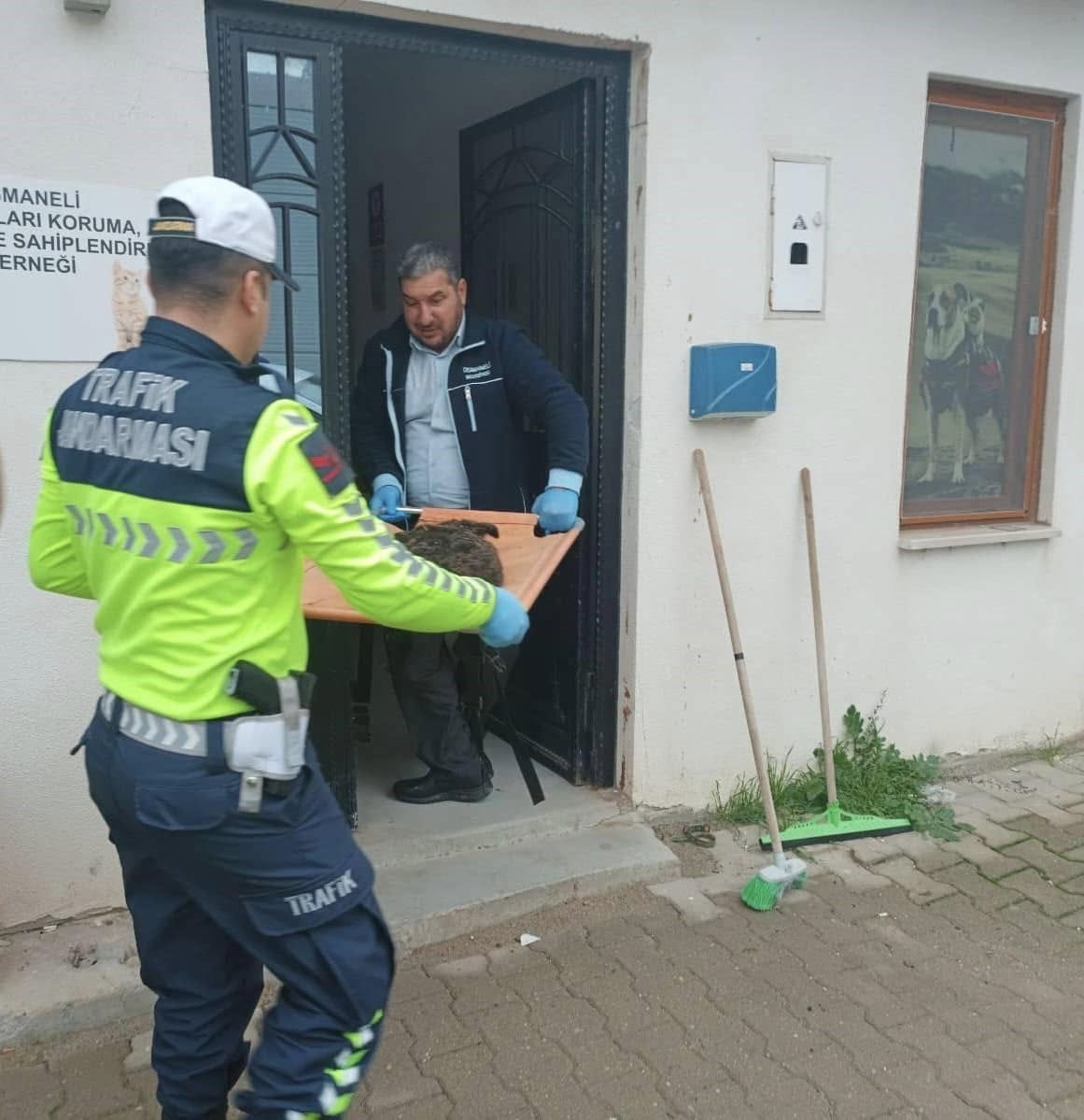 Yaralı sokak k&ouml;peği i&ccedil;in jandarma ekipleri seferber oldu
