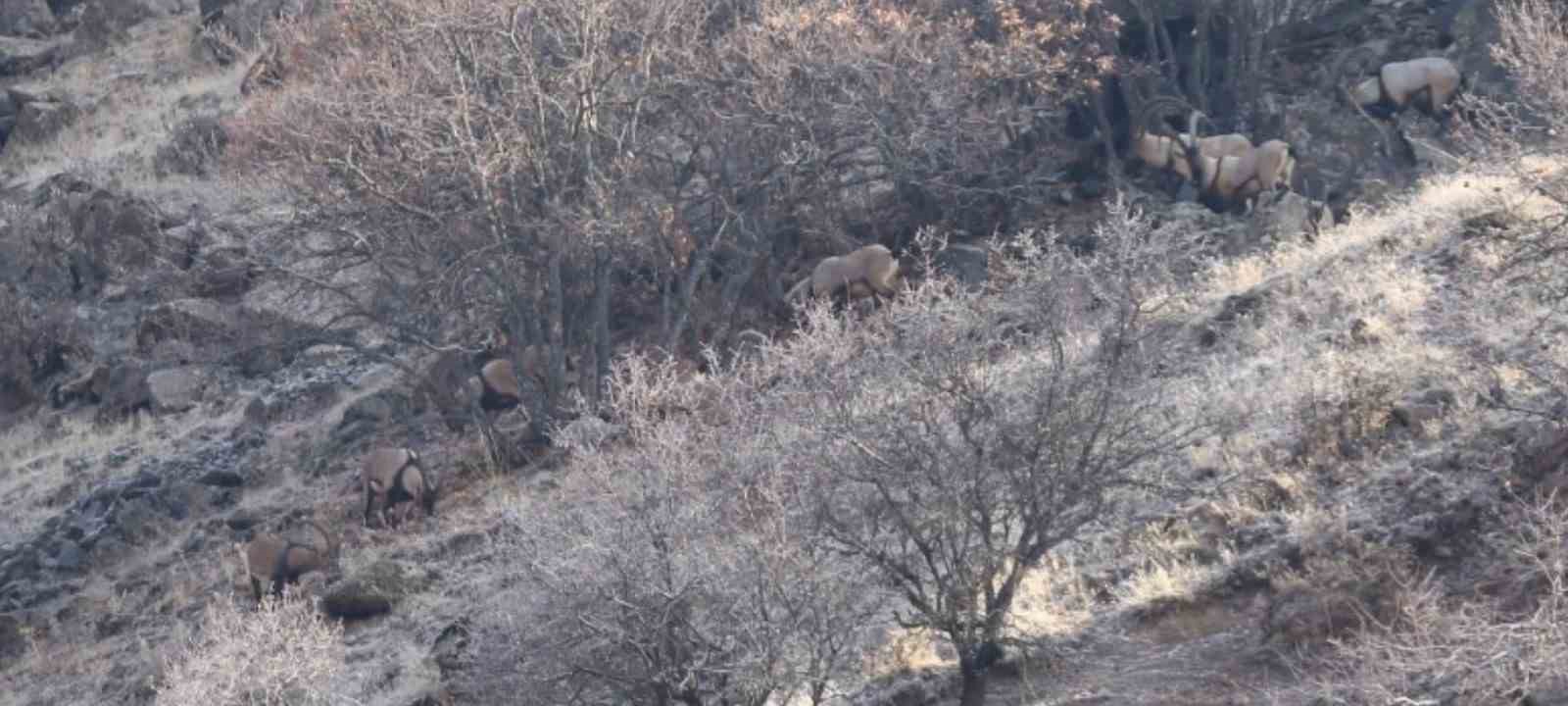 Elazığ’da yaban keçisi envanter çalışması yapıldı
