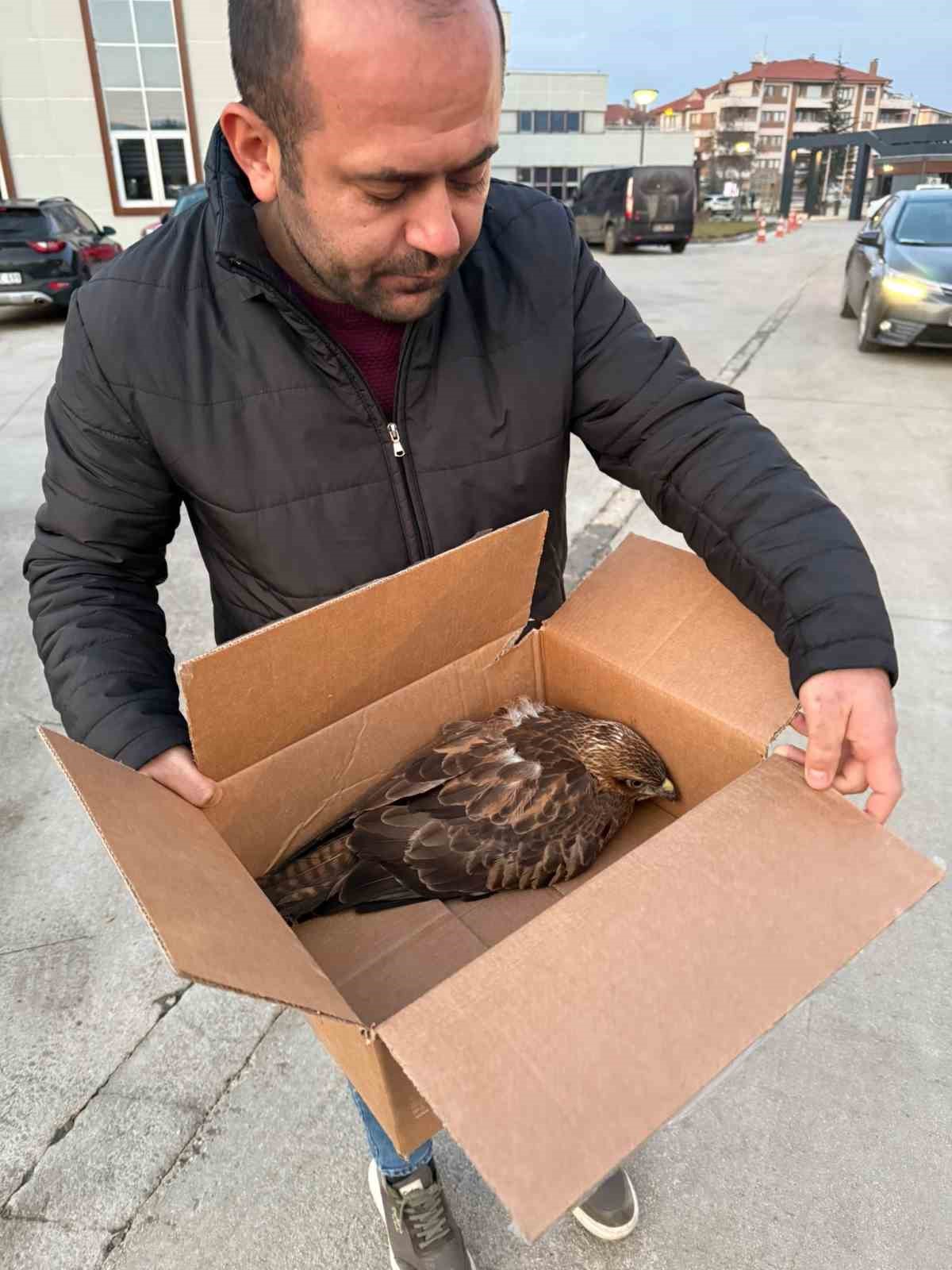 Duyarlı vatandaşlar kızıl şahinin hayatını kurtardı