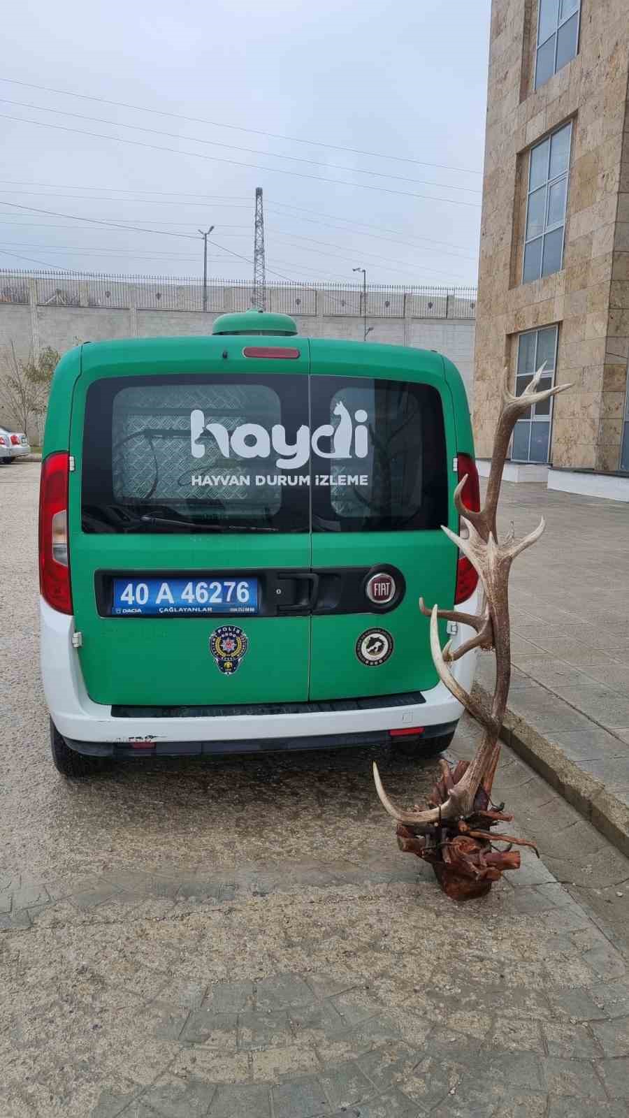 Avlanması yasak kızıl geyik boynuzunu satarken yakalandı
