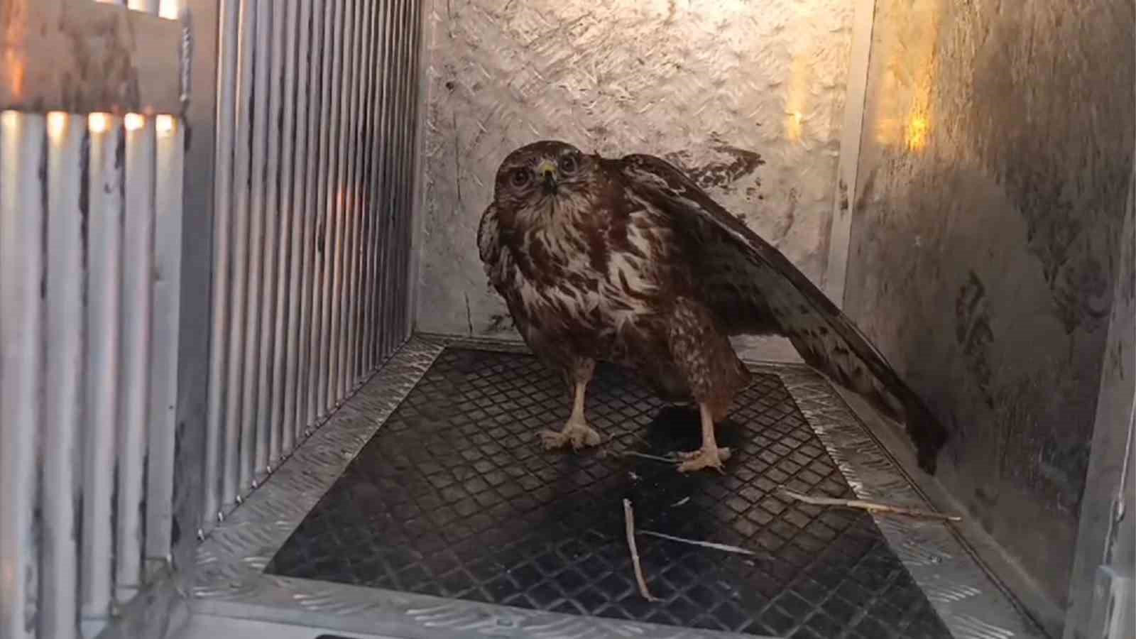 Bitkin d&uuml;şen şahinin yardımına jandarma koştu
