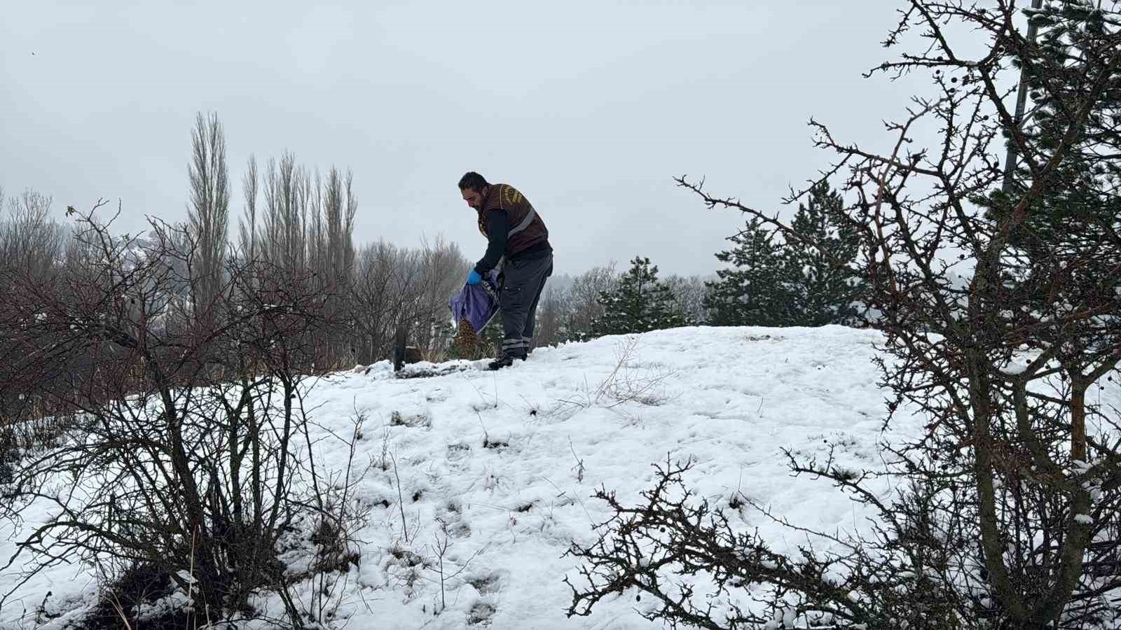 &Ccedil;orum Belediyesi yaban hayvanlarını unutmadı
