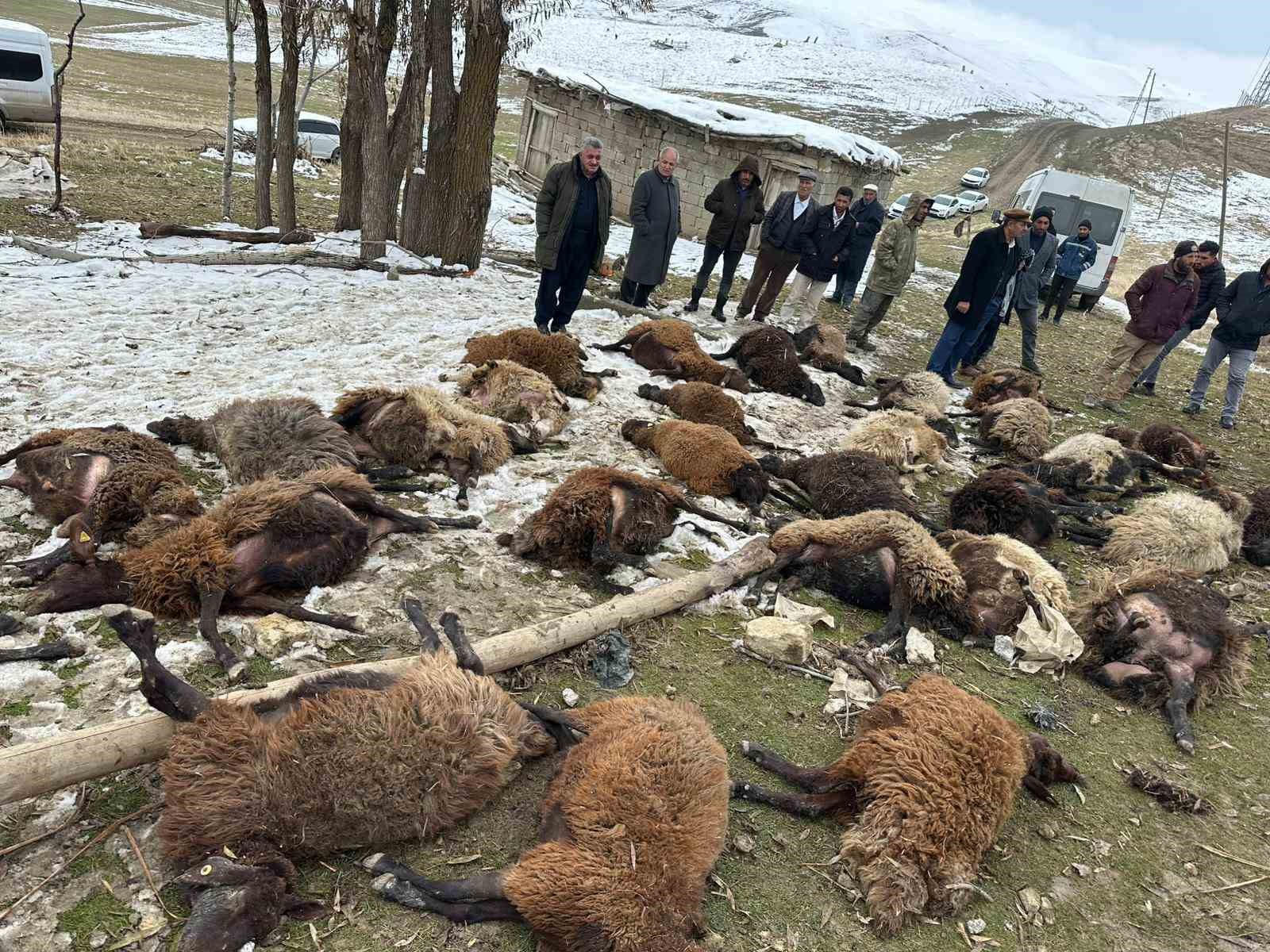 Muş’ta ahır çöktü: 30 küçükbaş hayvan telef oldu
