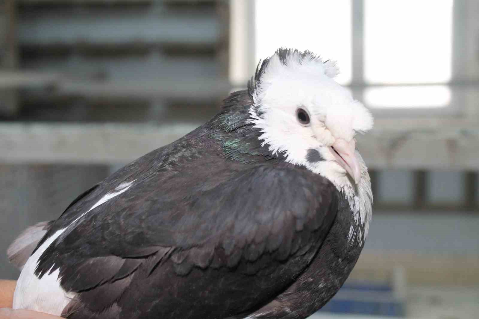 Bayburt güvercini Türkiye’nin en değerli 4 ötücü güvercin türü arasında yer alıyor