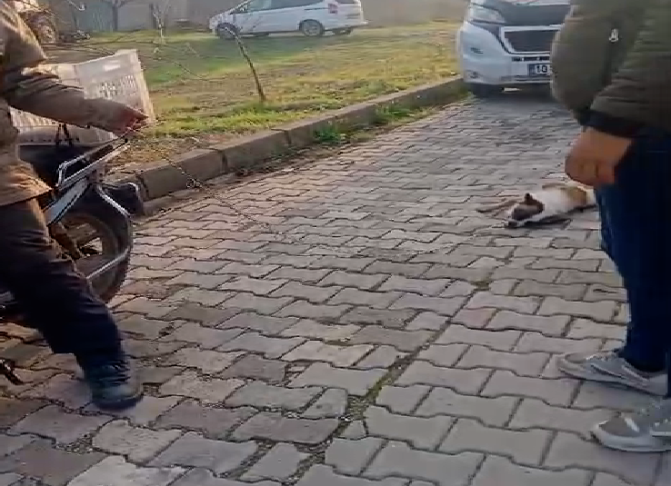 Balıkesir’de köpeği motosiklete bağlayıp sürükleyen kişiye para cezası ve adli soruşturma