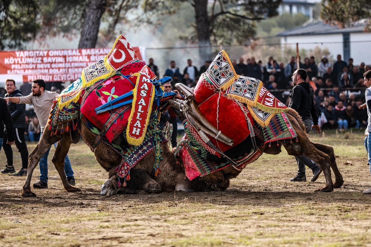 Pelitk&ouml;y&rsquo;de deve g&uuml;reşi coşkusu
