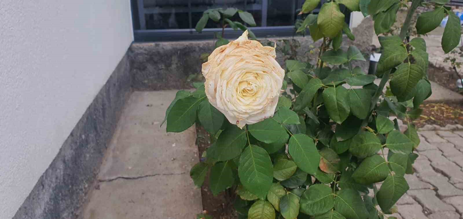Elazığ&rsquo;da kış mevsiminde g&uuml;l ağacı &ccedil;i&ccedil;ek a&ccedil;tı
